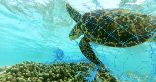 Turtle trapped in fishing net