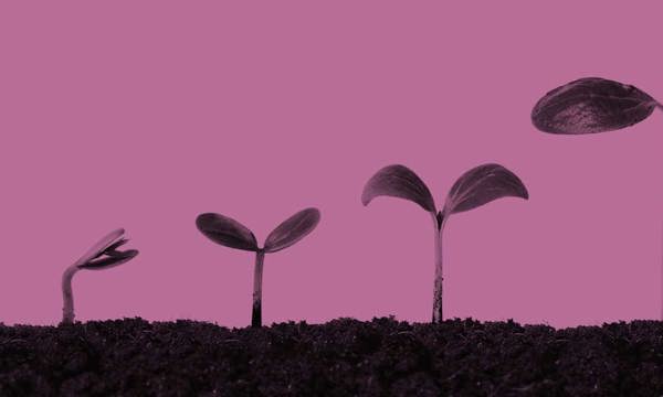 Seedlings showing growth