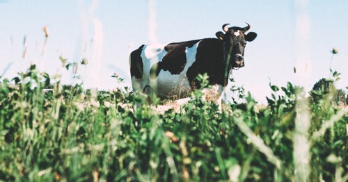 A cow in a field