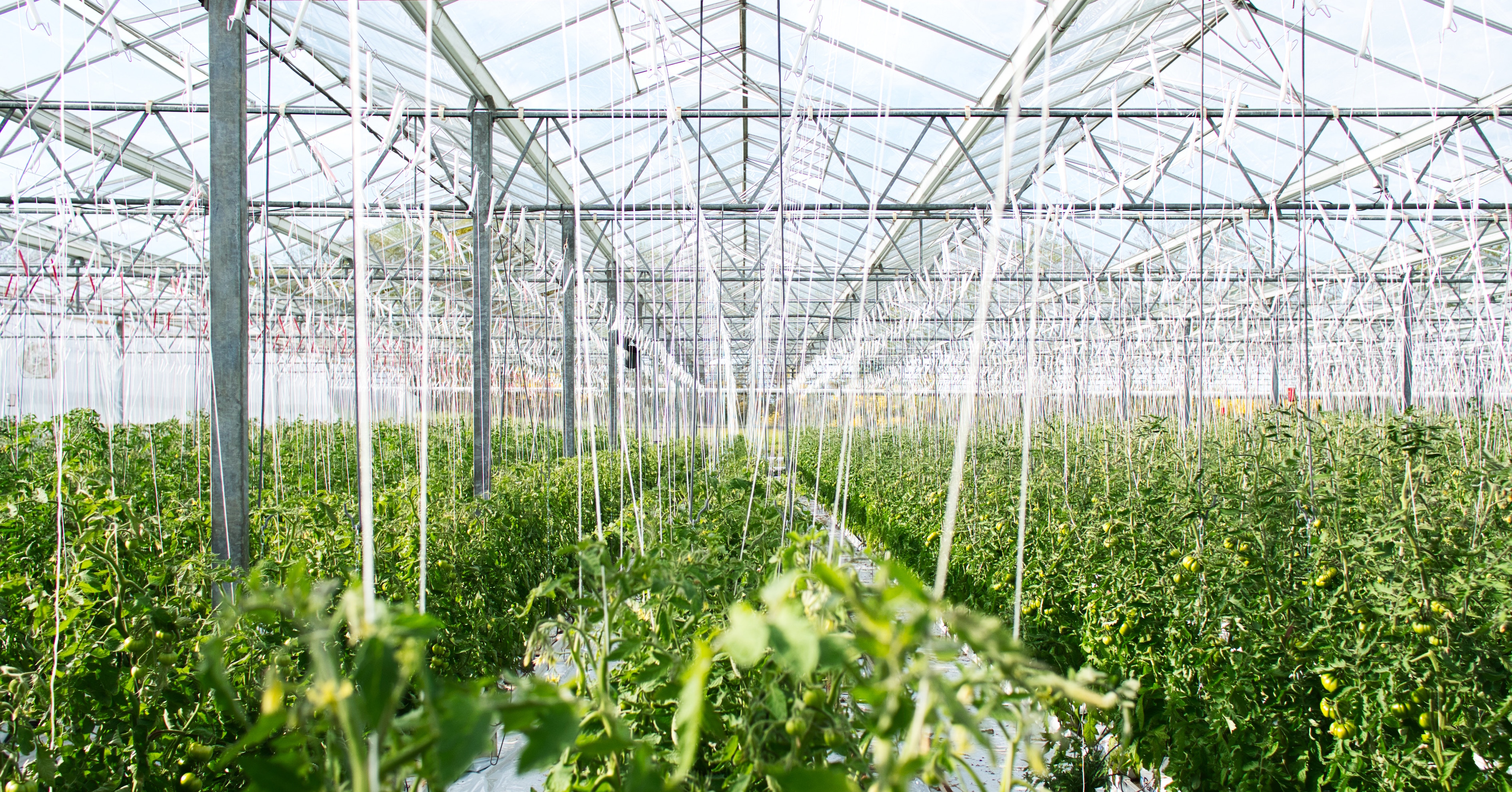 Greenhouse full of leafy vegetables