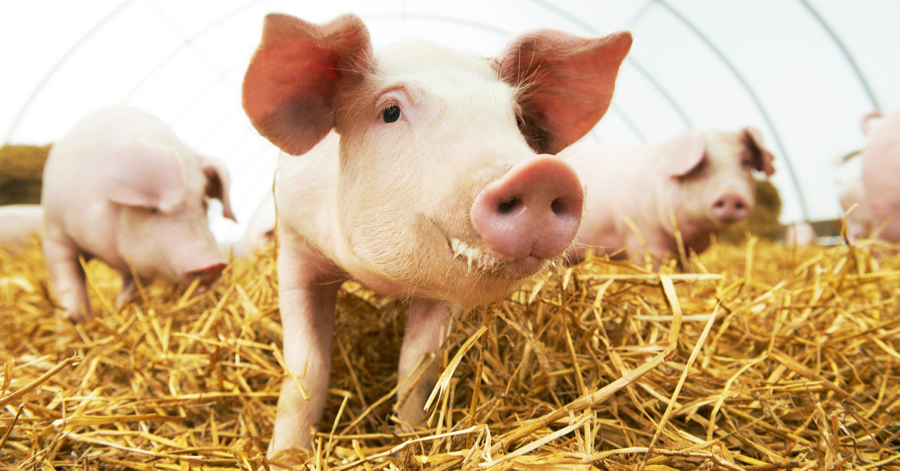 Piglets in a hay-filled pen