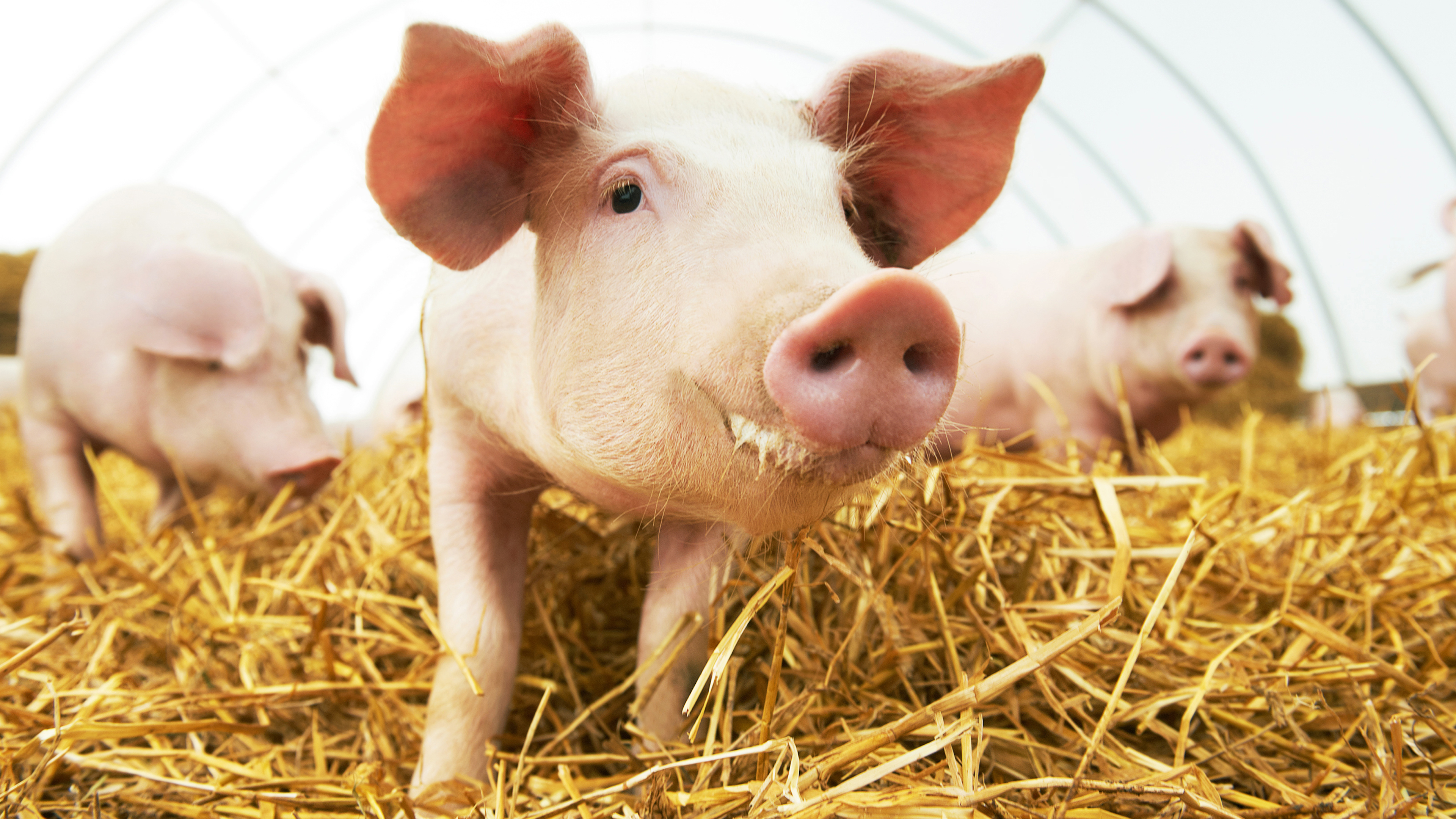 7 threats to food safety after Brexit