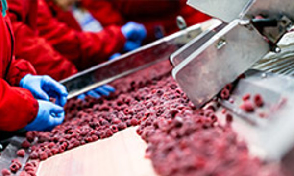 Workers in a meat processing factory