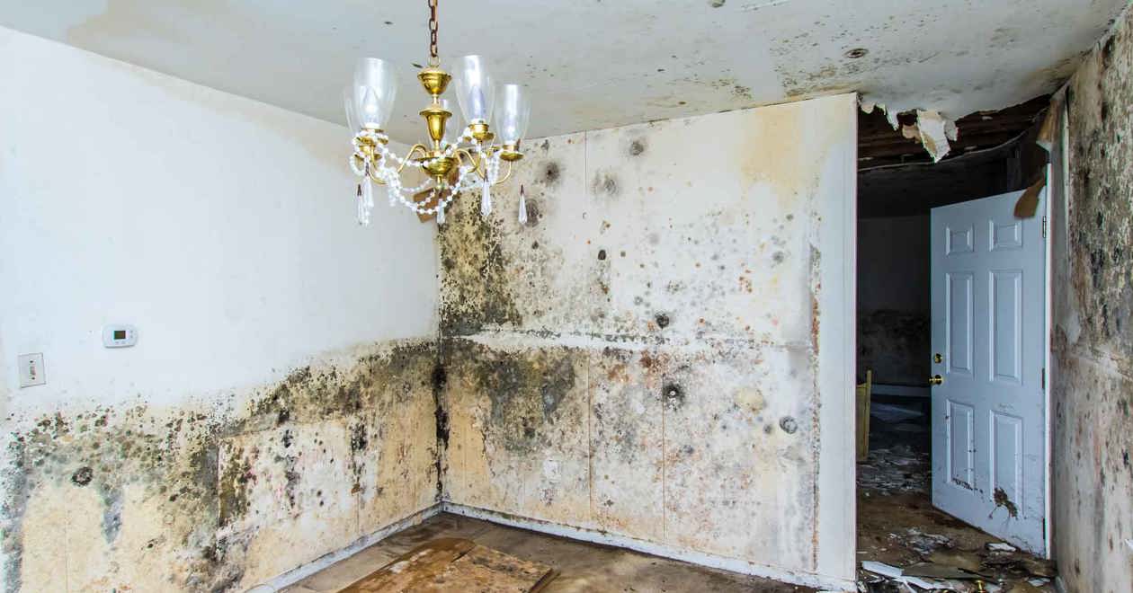 A room showing mould