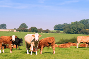 Cows in a field. The lessons from mad cow disease mustn't be forgotten, professor warns