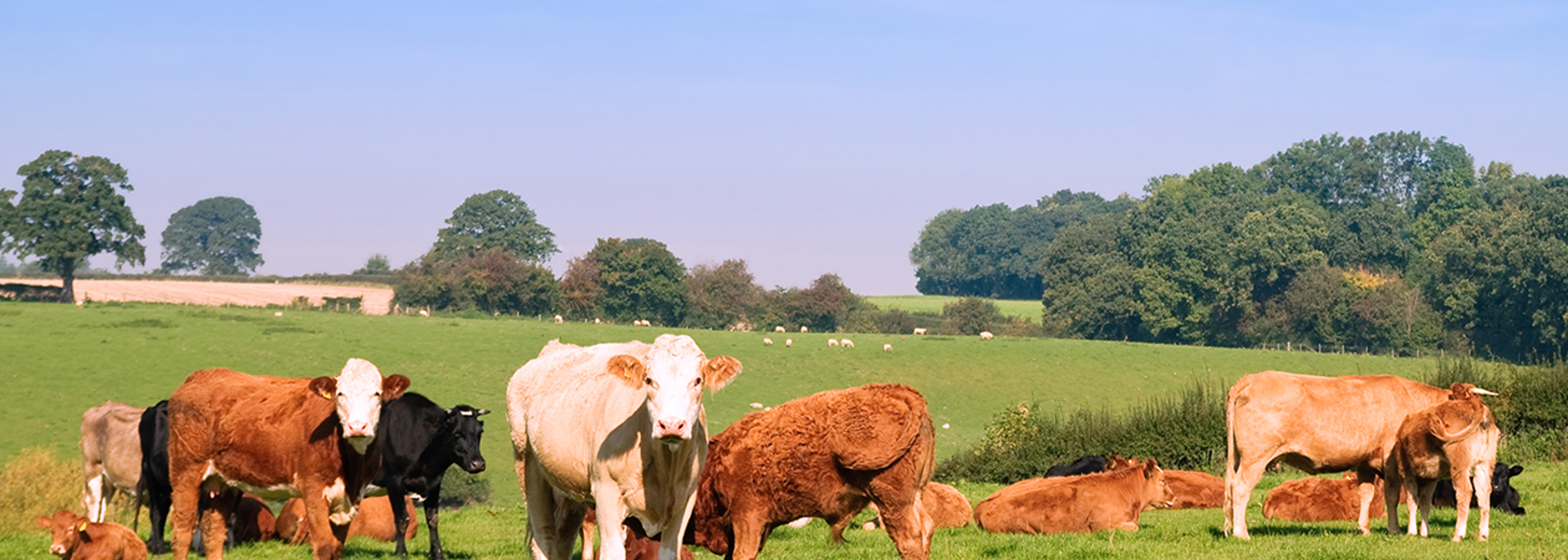 Record fines for brain disease breaches at abattoir