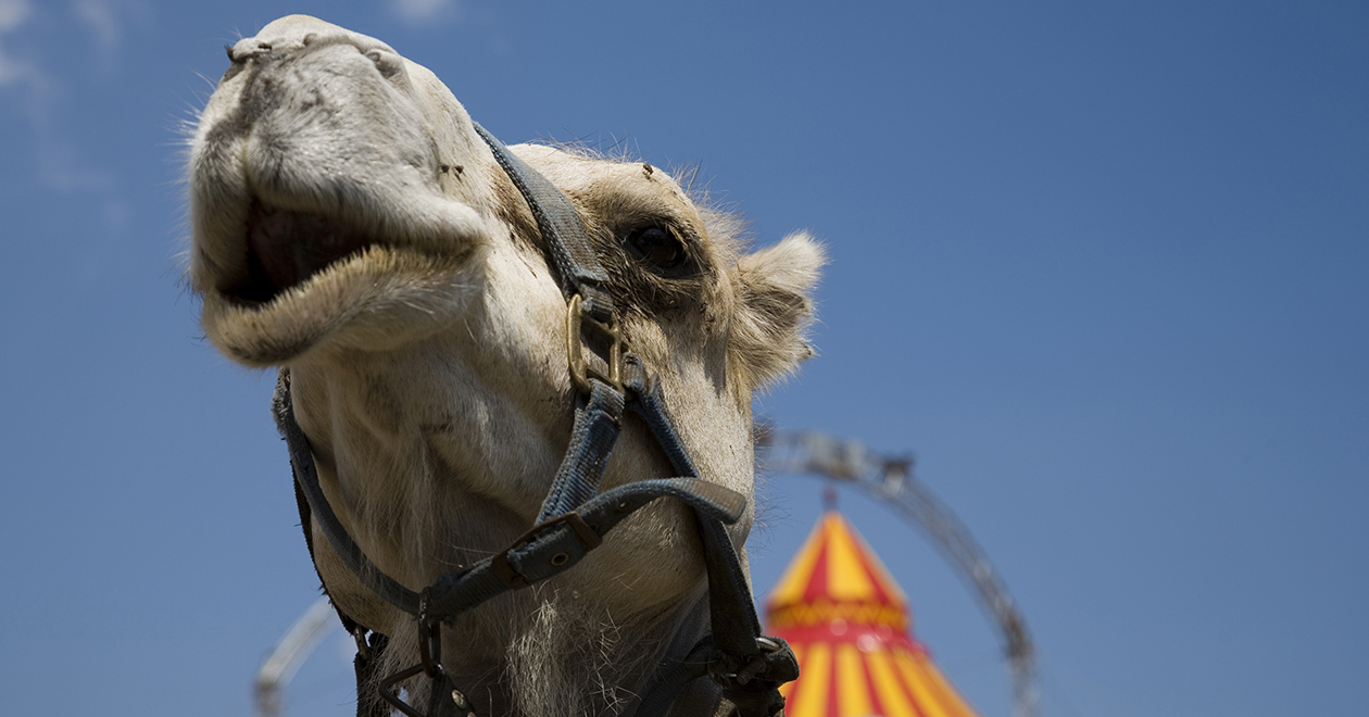 A camel