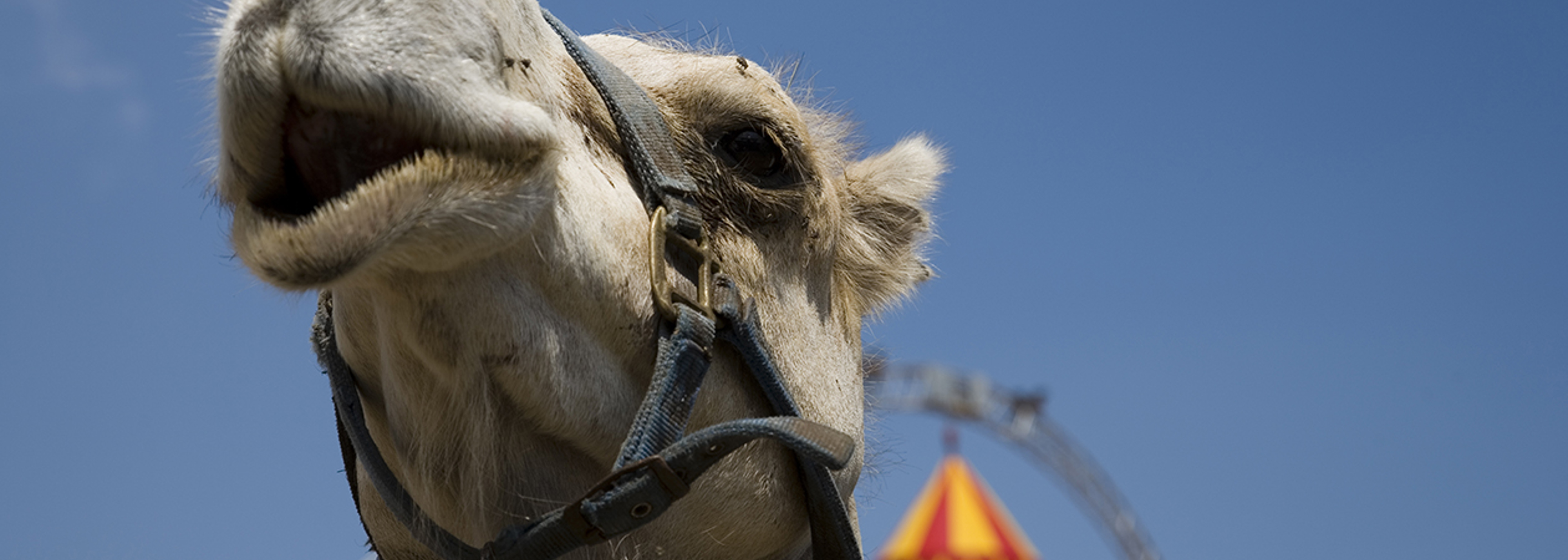 Wild animals banned from circuses