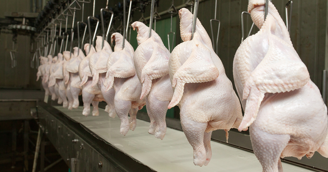 Skinned, headless chickens hanging in a row to be processed in a factory