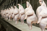 Skinned, headless chickens hanging in a row to be processed in a factory