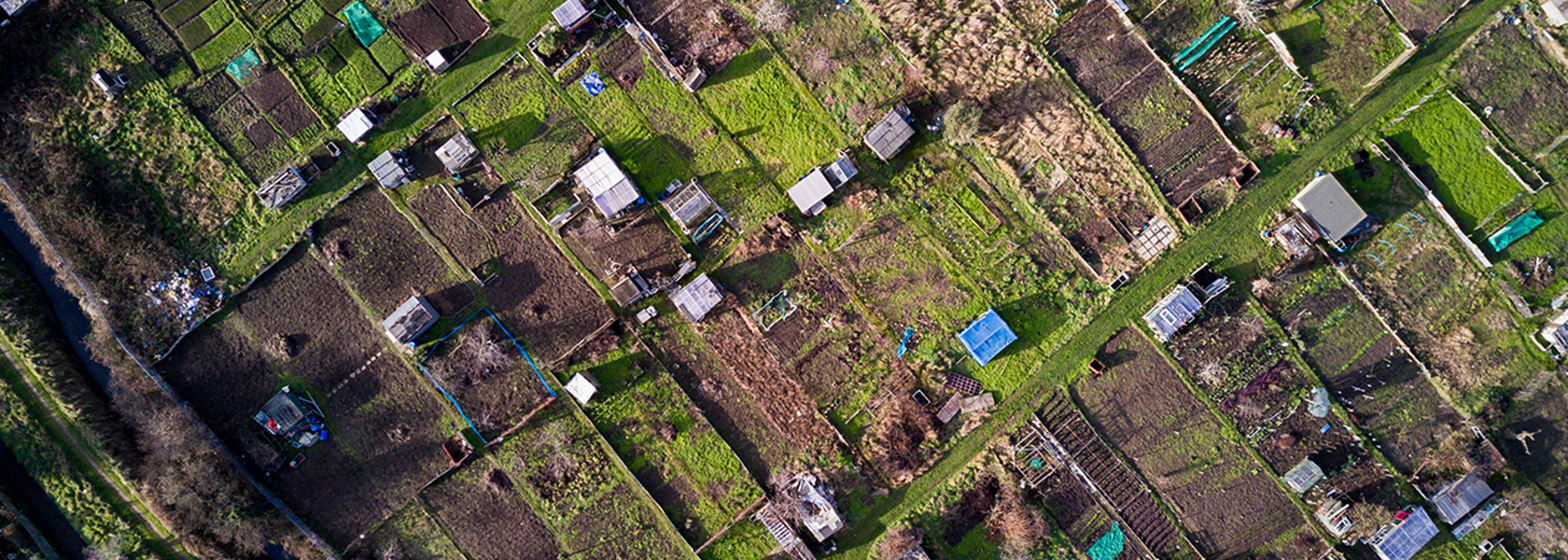 Allotments could save us post-Brexit and beyond, says professor
