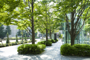 Trees in an urban environment