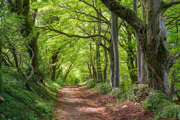 Ancient woodland