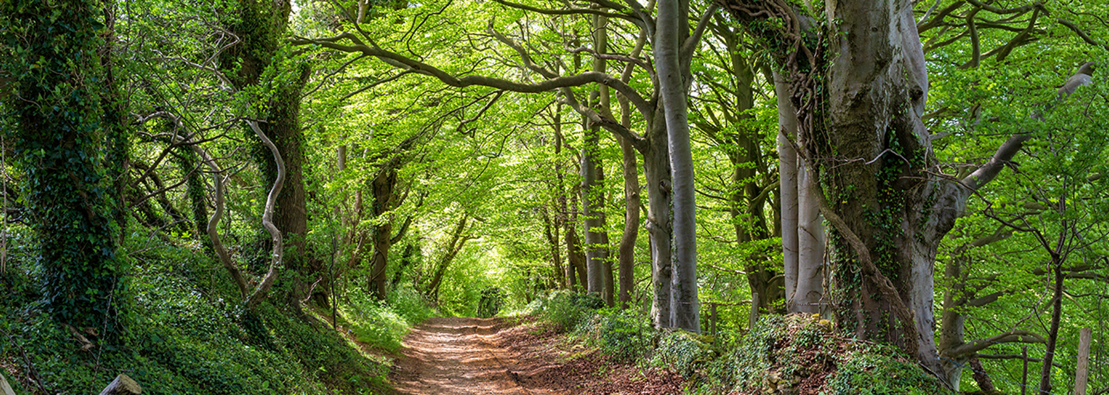 Councils are failing to protect ancient woods, says Woodland Trust
