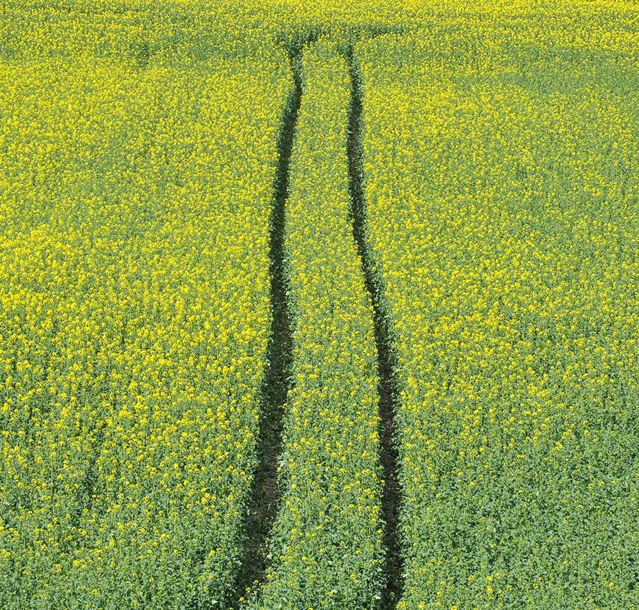 Field with tractor lines