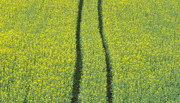 Field with tractor lines