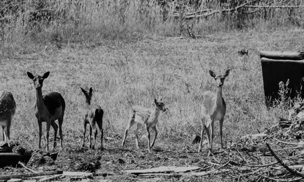A herd of fawn deer