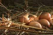An alert has been issued for specific batches of eggs