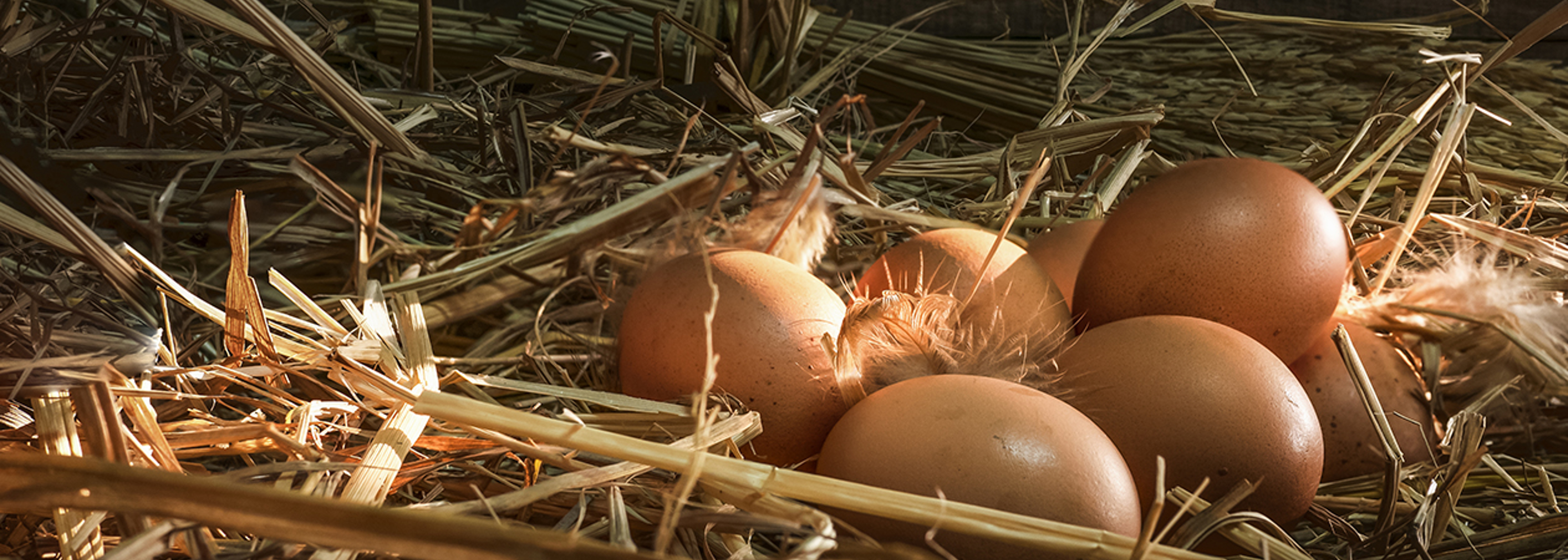 Alert issued over salmonella from eggs