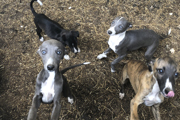 Some of the animals found by EHP James Johnson