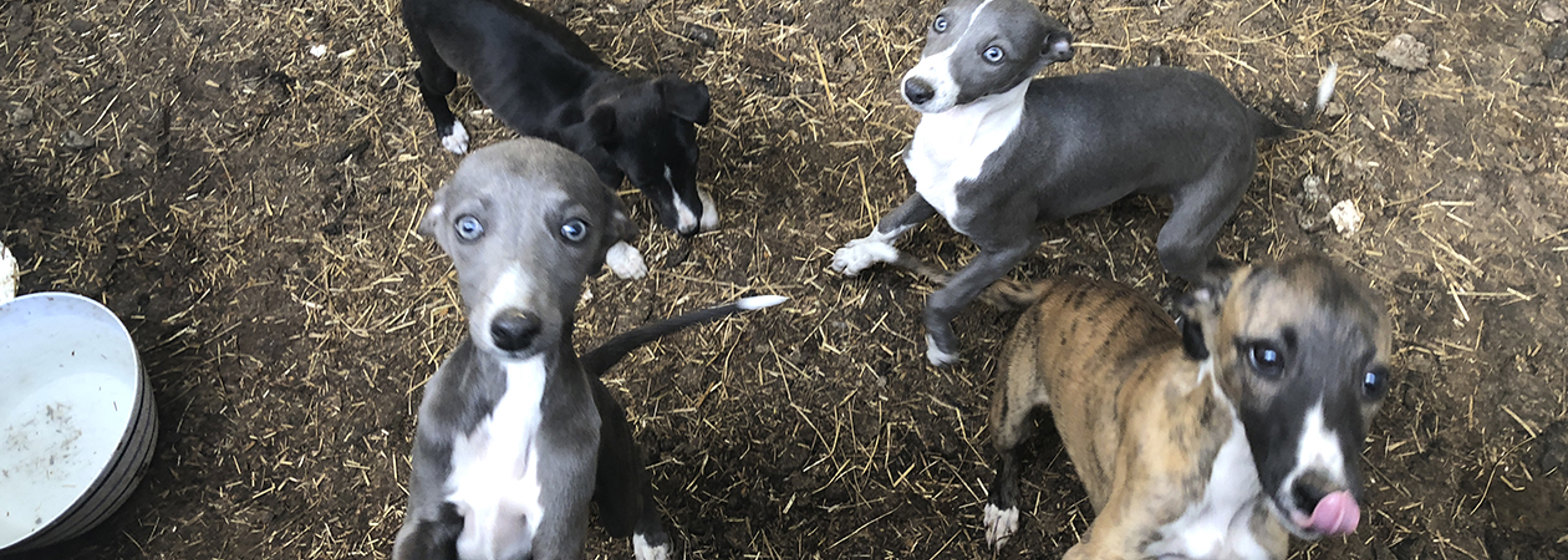 Tales from the front line: Going to the dogs