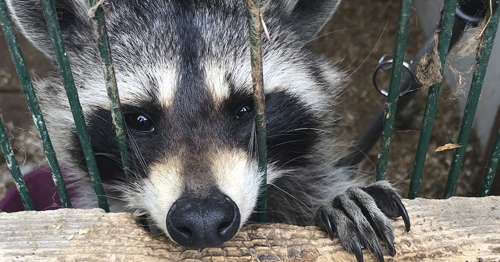 Photo of a raccoon