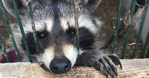 A raccoon in a cage