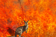 Bush fires continue to blaze in Australia.