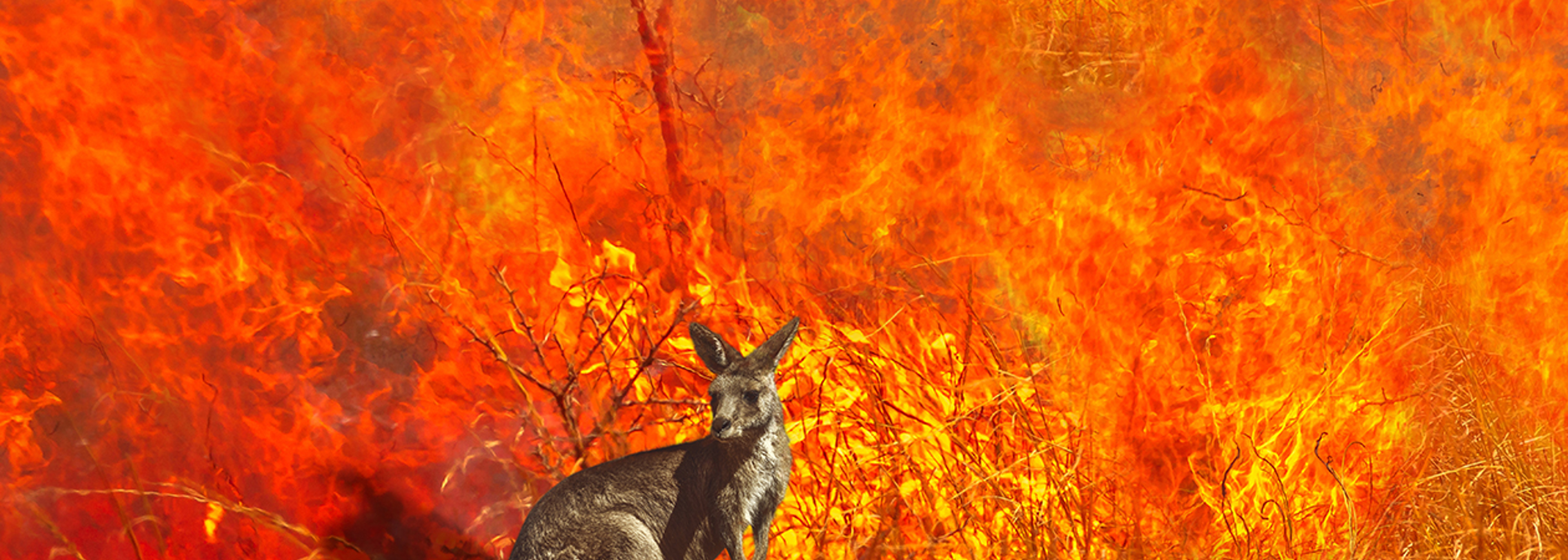 UK firefighters to help tackle environmental impact of Australian fires