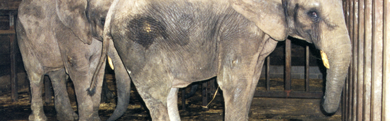 Wild animals banned from circuses