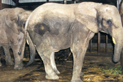 Elephants from an ADI investigation, 1997-98