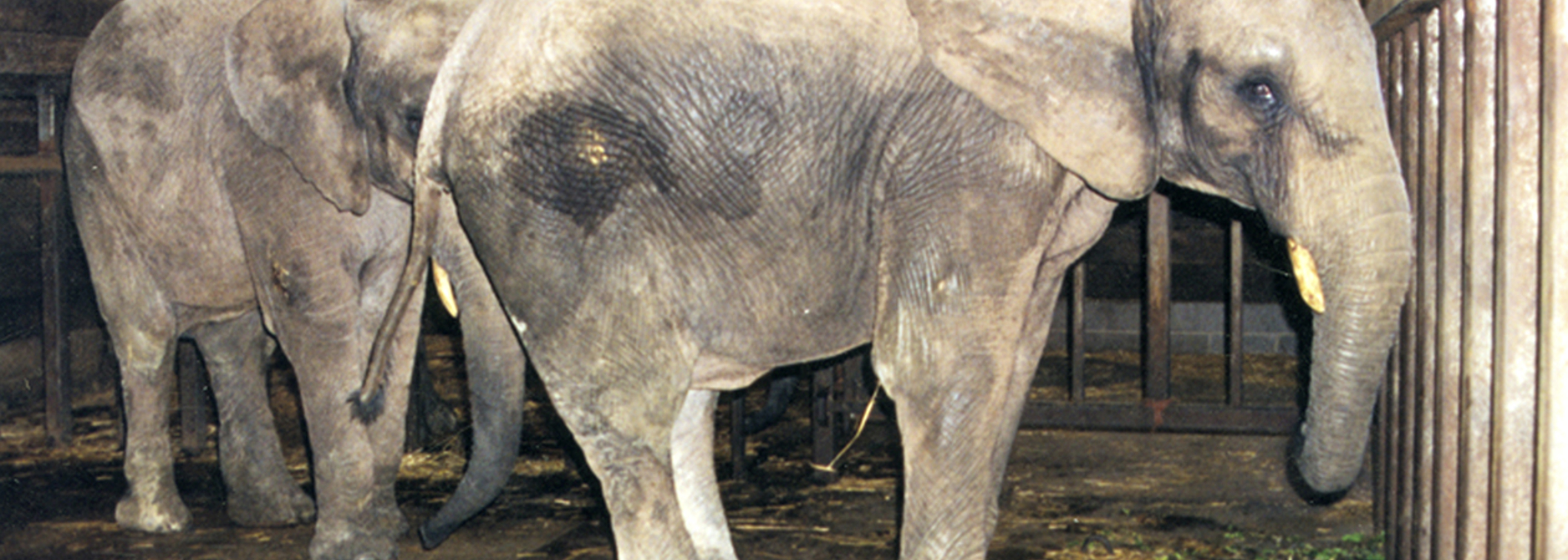 Wild animals banned from circuses