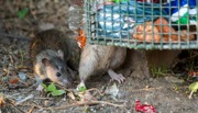 Rats next to a bin