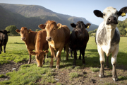Cows in Snowdonia, Wales