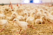 Chicks in a chicken farm