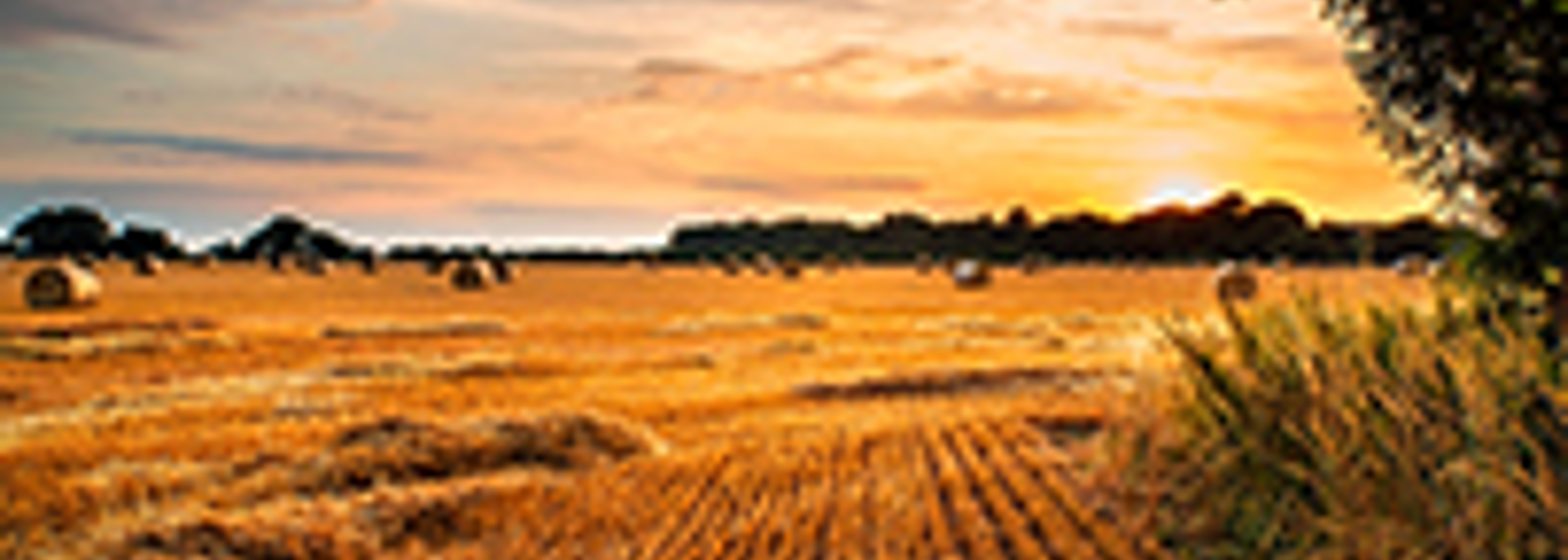‘Critical’ we get trade and agriculture trade deals right
