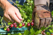A fruit picker harvesting gooseberries, UK