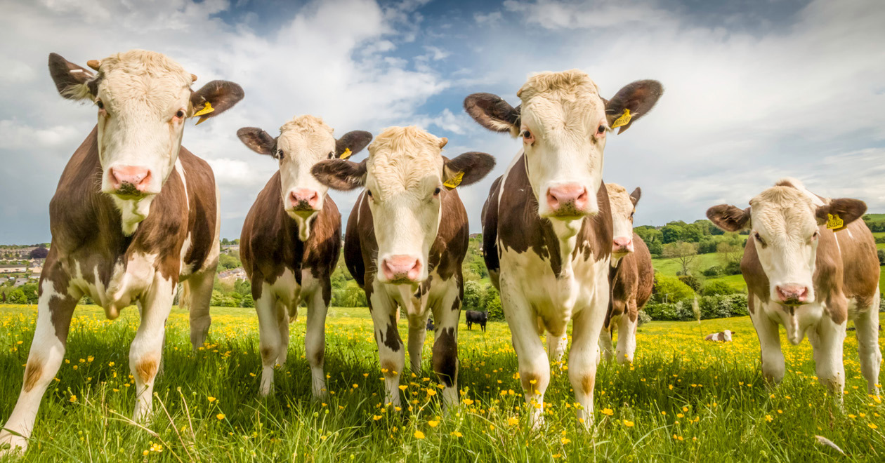 Cows in a field