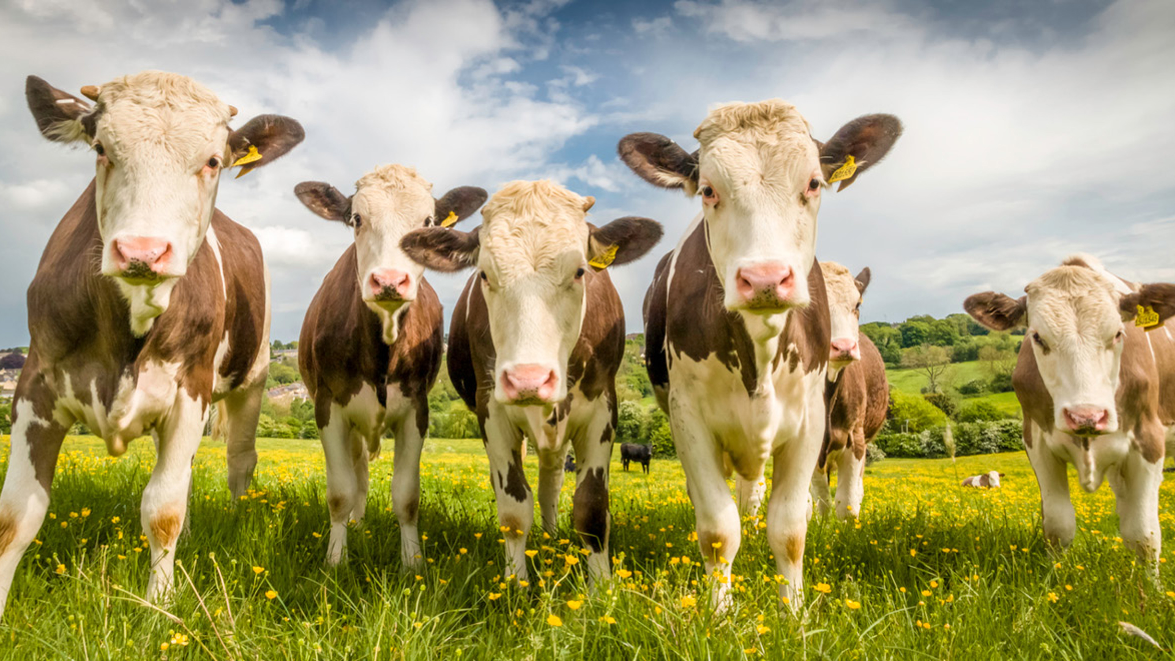 Protecting our food standards – the Agriculture Bill and beyond