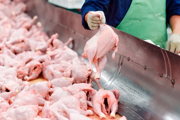 Chicken carcasses in a poultry factory