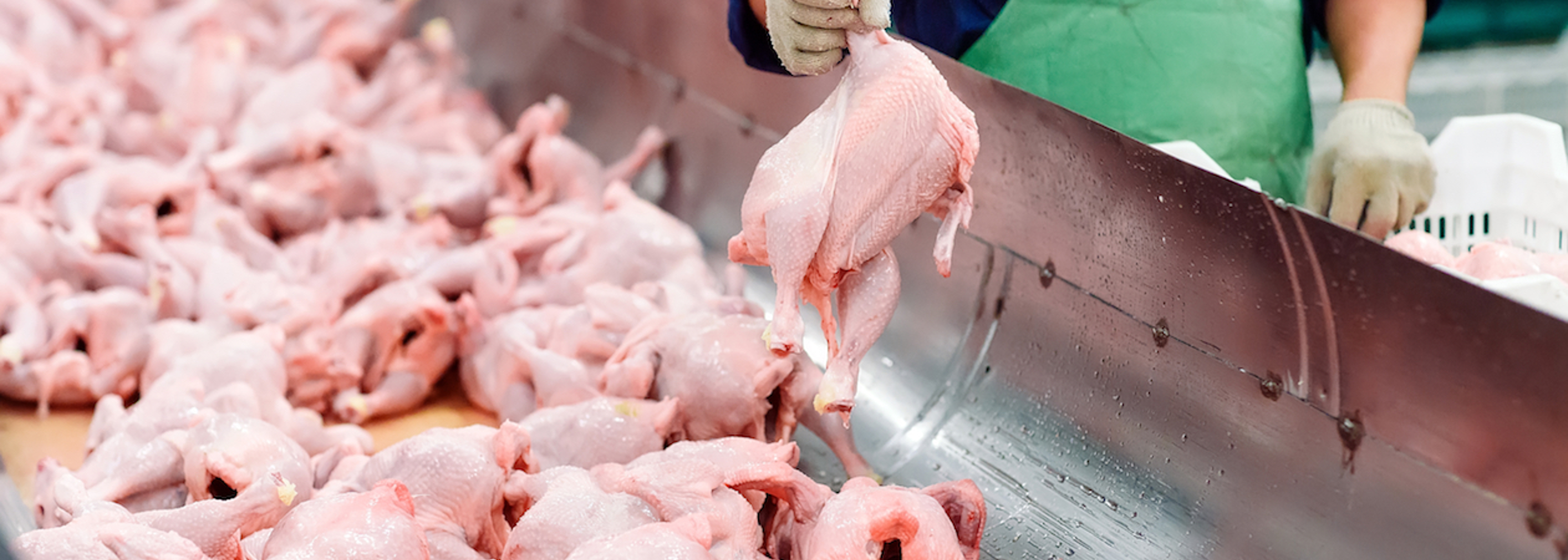 All 800 workers at poultry factory to self-isolate