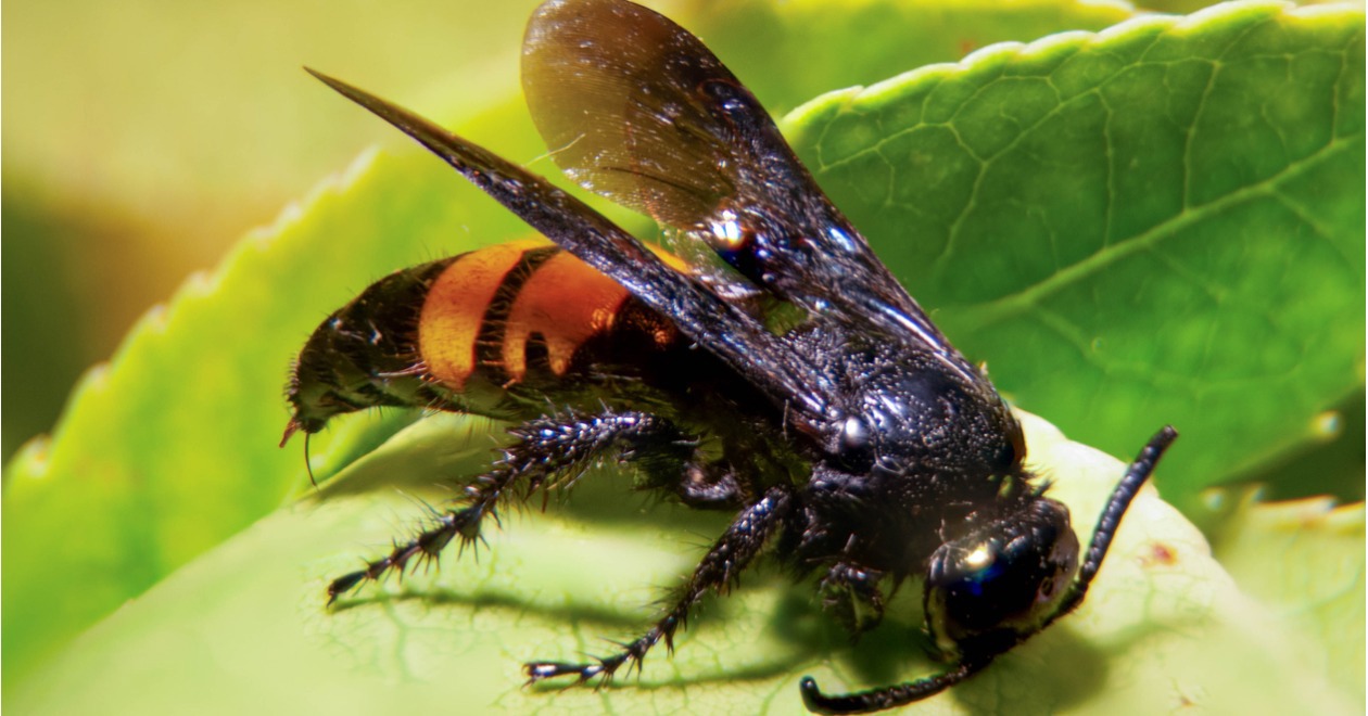 Closeup of an Asian giant hornet insect