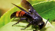 Closeup of an Asian giant hornet insect