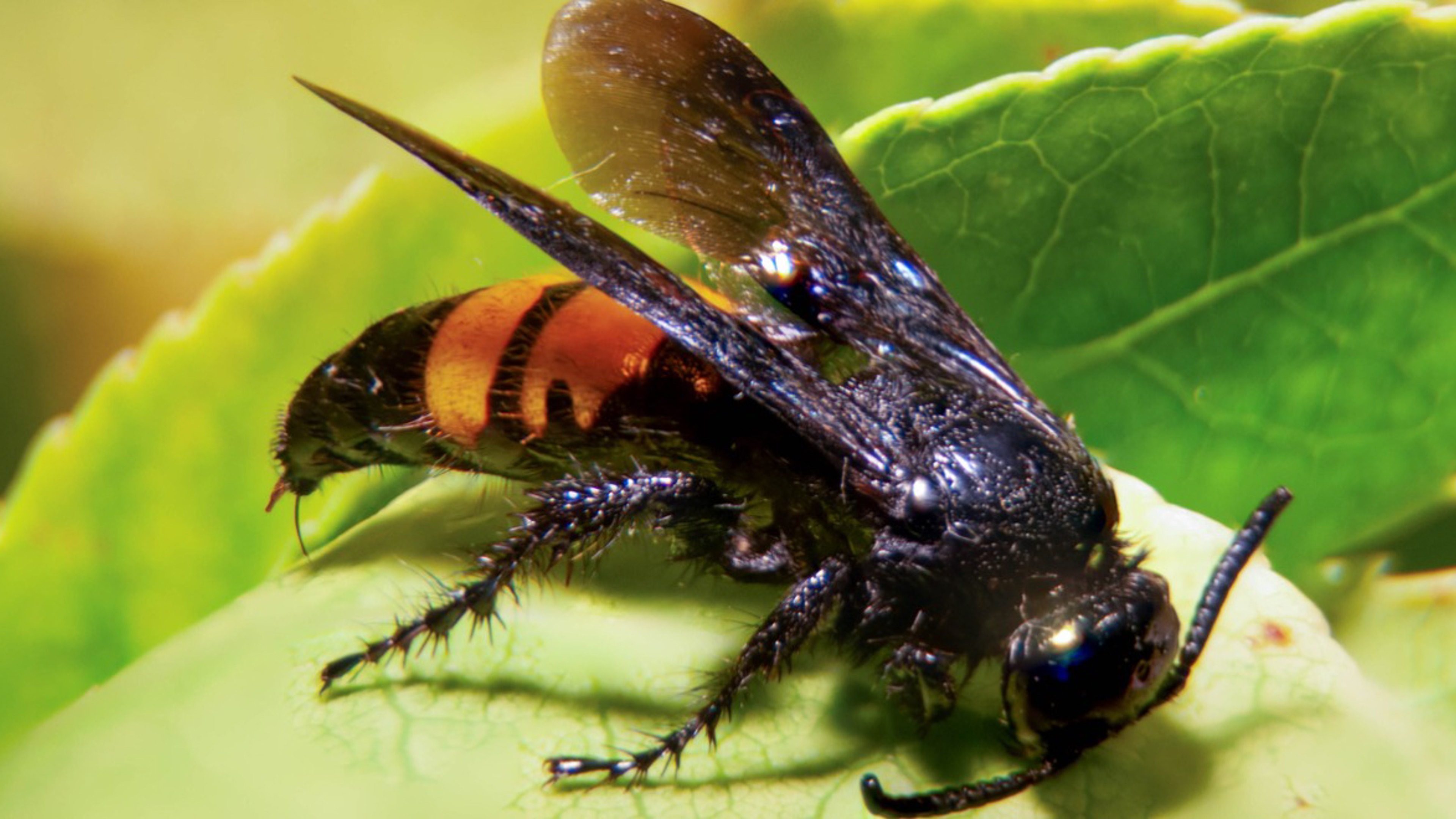 The role of the National Pest Advisory Panel