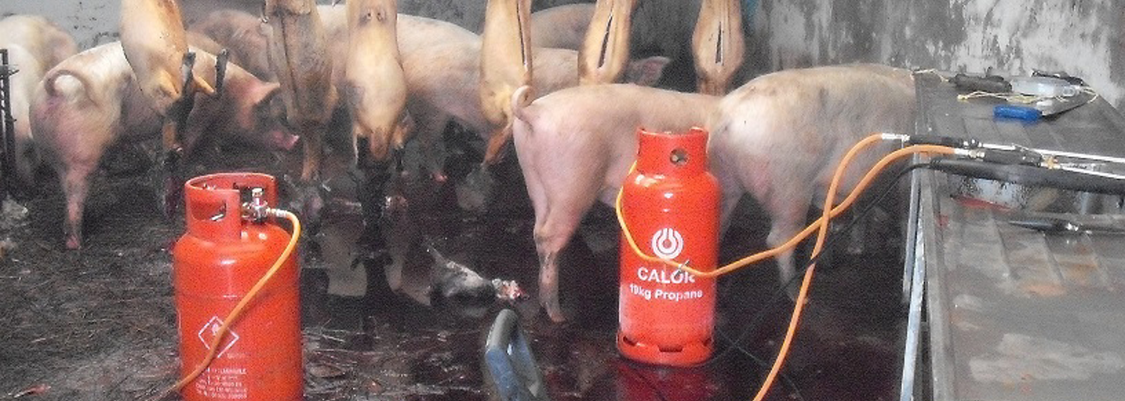 ‘Smokies’ producers found slaughtering animals in filthy conditions