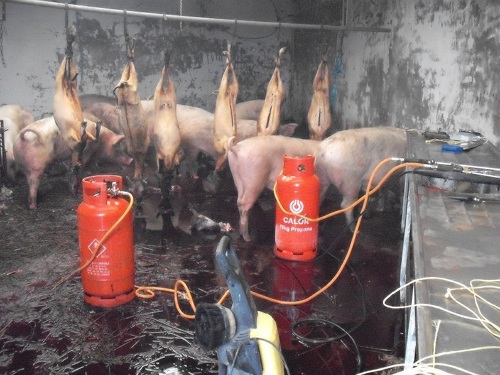 Conditions found at Bramble Hall Farm