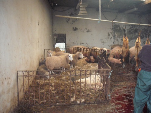 Live animals being kept alongside carcasses