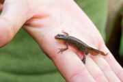 A palmate newt walks over a wet hand