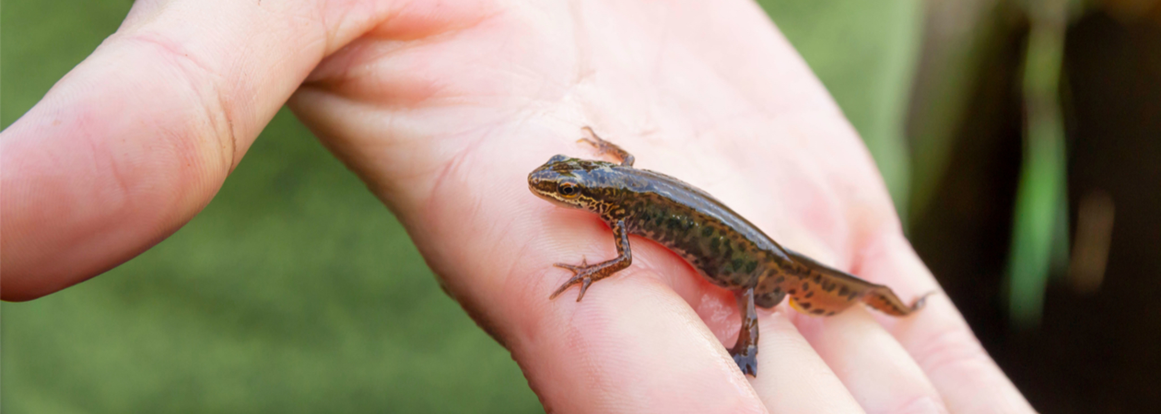 PM’s pledge to protect biodiversity welcomed, but 'could go further'