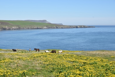 Fishing boats, Shetland Islands (image courtesy of David Robertson)